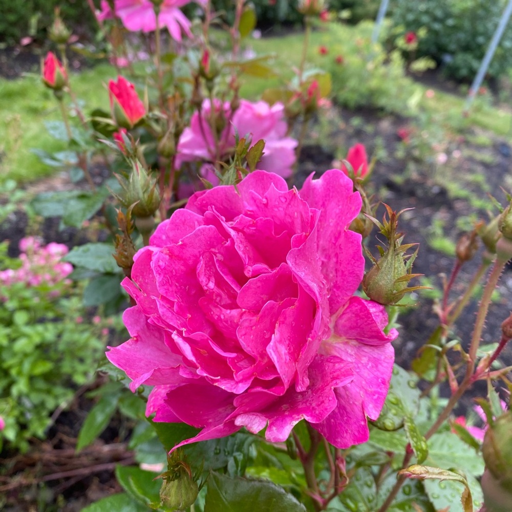 Meet your Posher, Gigi